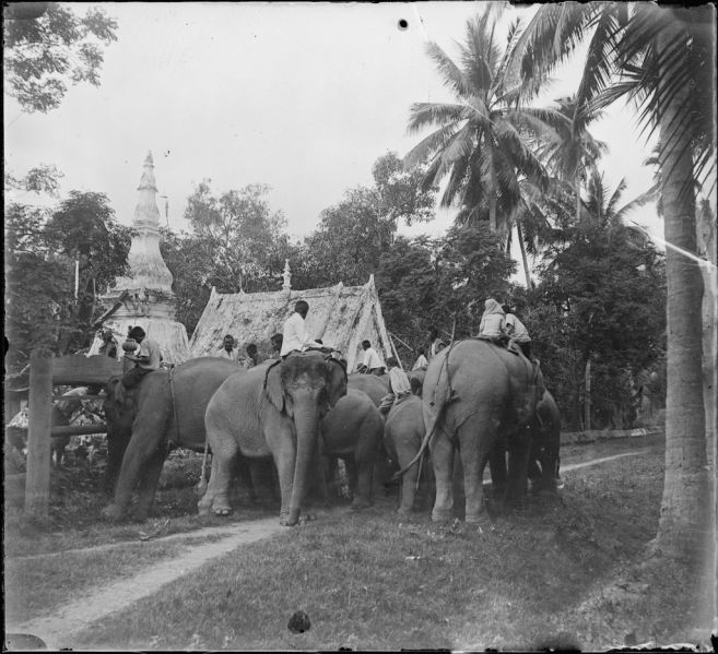 Éléphants se rendant au montoir lors du nouvel an bouddhique