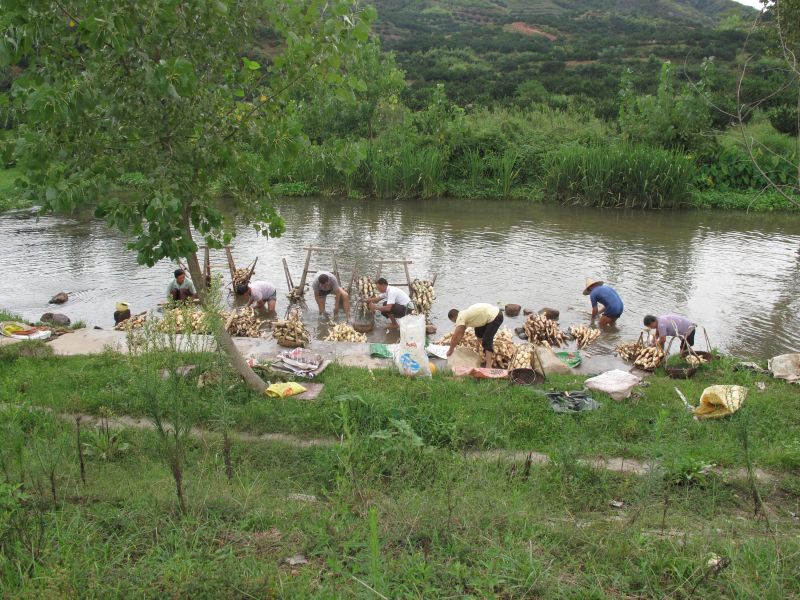 Le nettoyage des racines de lotus dans la rivière. EFEO_CAPC00005