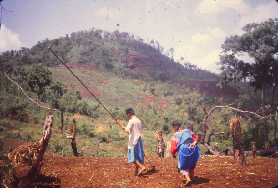 Traditional rice planting using long dibble sticks which stir the soil slightly. The ash of burnt trees fertilises the land which has to be abandoned after 3 years. EFEO_KLEO00274
