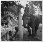 Cornac et son éléphant, nouvel an bouddhique, Luang Prabang